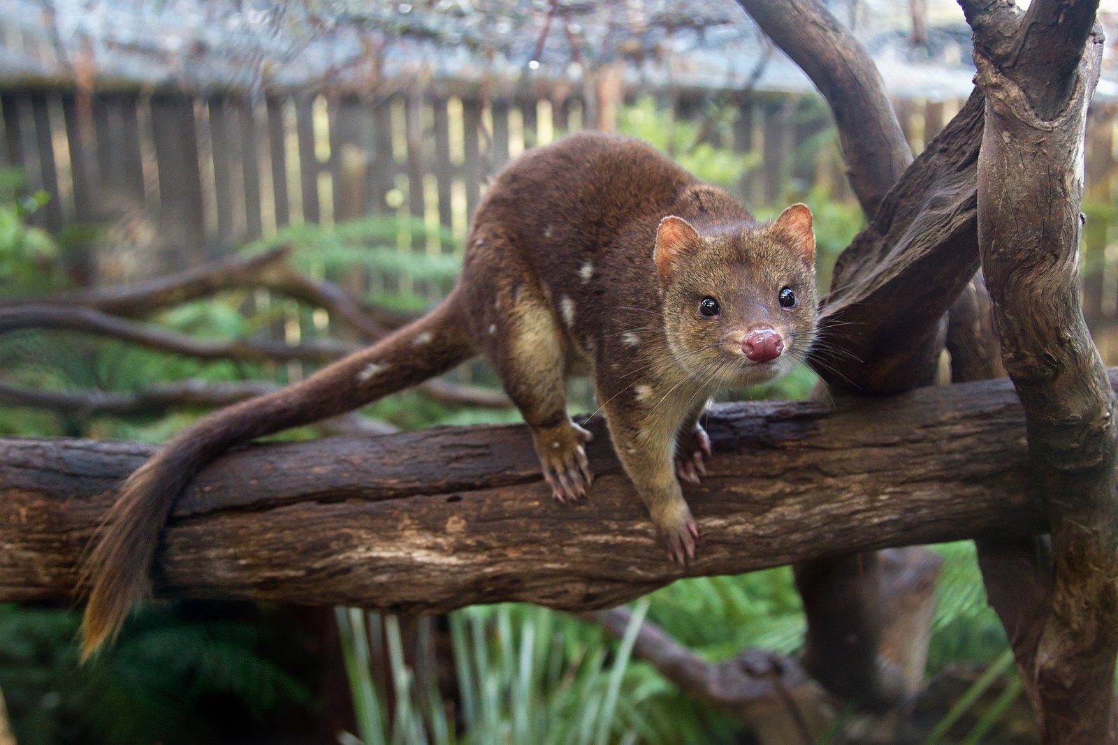 Spotted Quoll: The Elusive Predator (image credits: wikimedia)