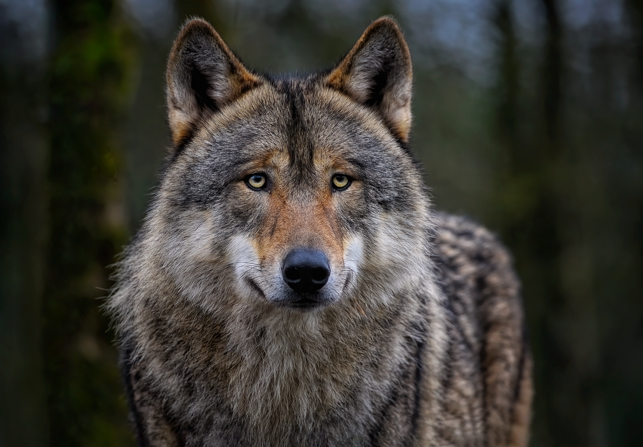 Myths vs. Reality: Wolves in Popular Culture (image credits: pixabay)