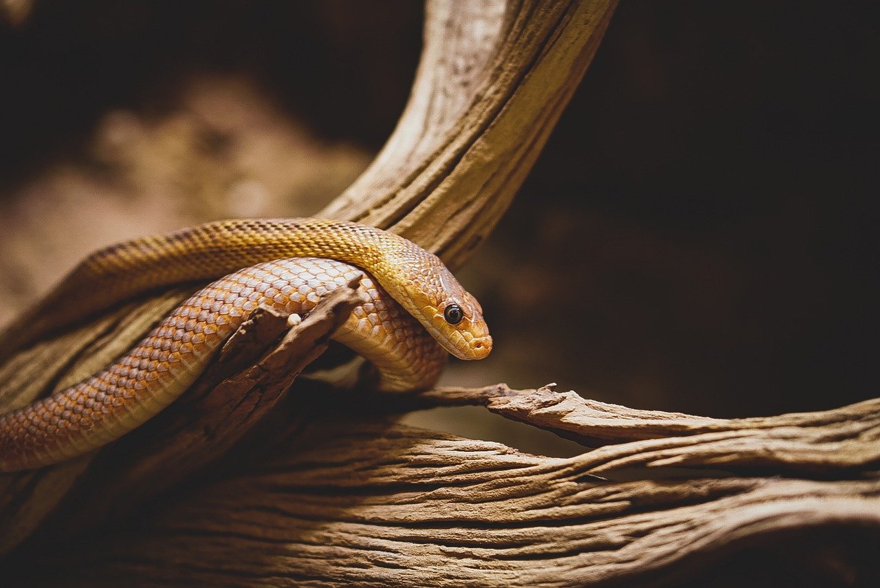Movement and Locomotion: The Dance of the Reptiles (image credits: pixabay)
