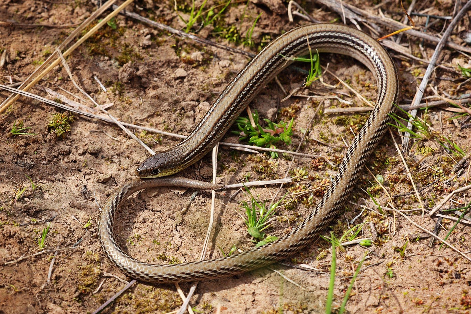Tail Autotomy: A Lizard's Defense Mechanism (image credits: wikimedia)