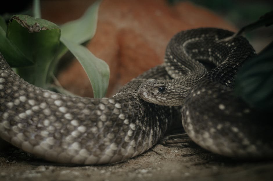 Conservation Status: Protecting Our Reptilian Friends (image credits: pexels)