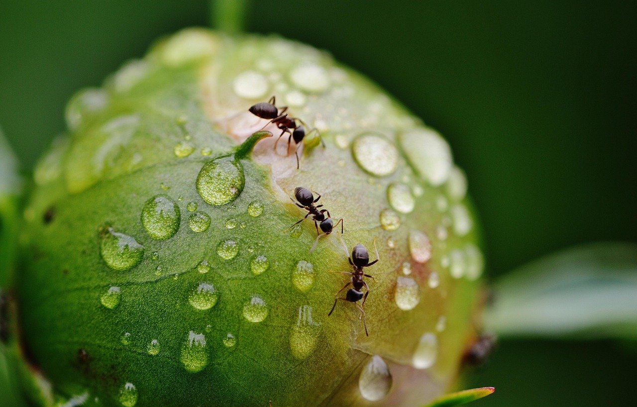 Insects and Rain (image credits: pixabay)