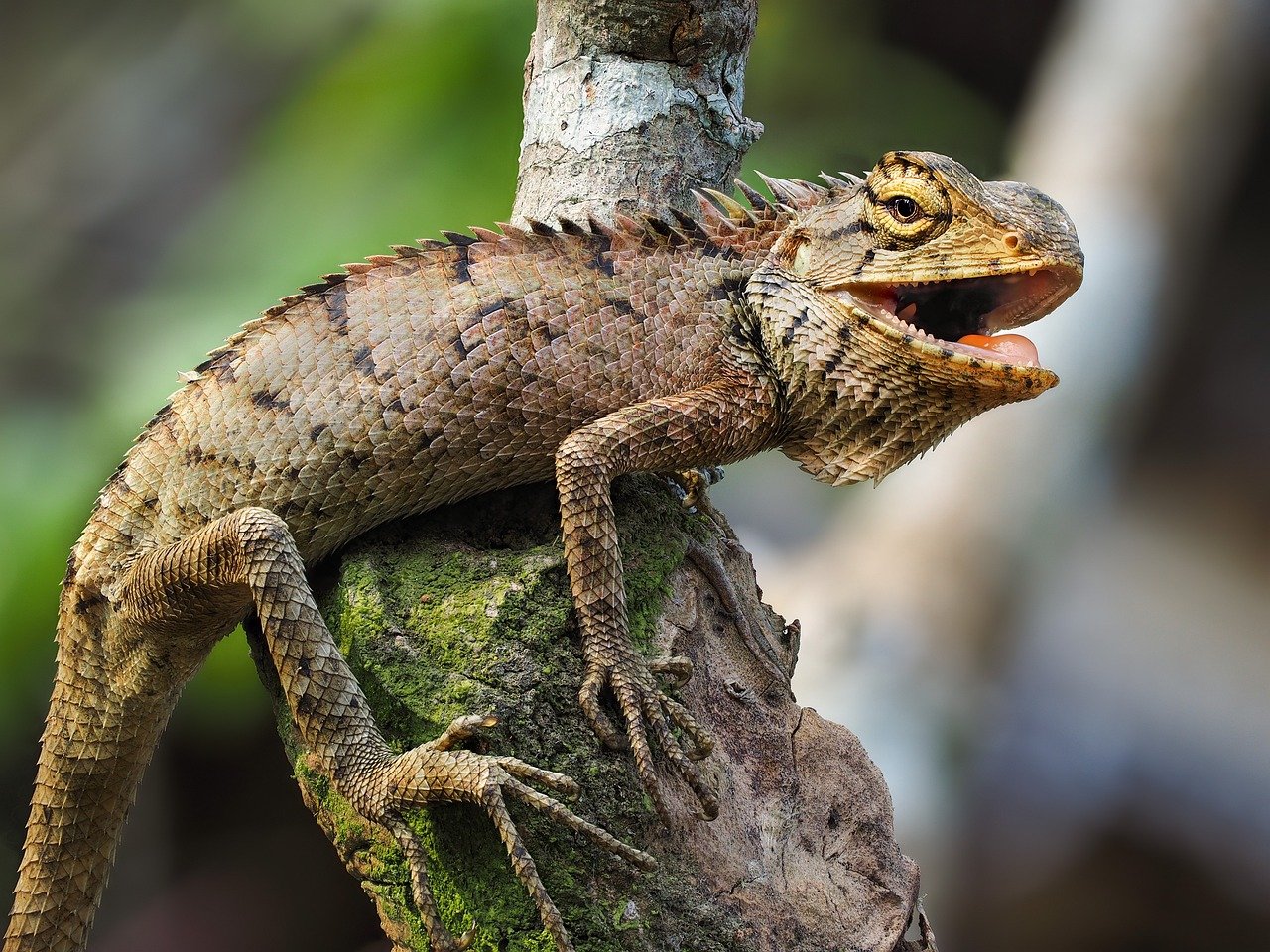 Reptiles and Temperature Changes (image credits: pixabay)