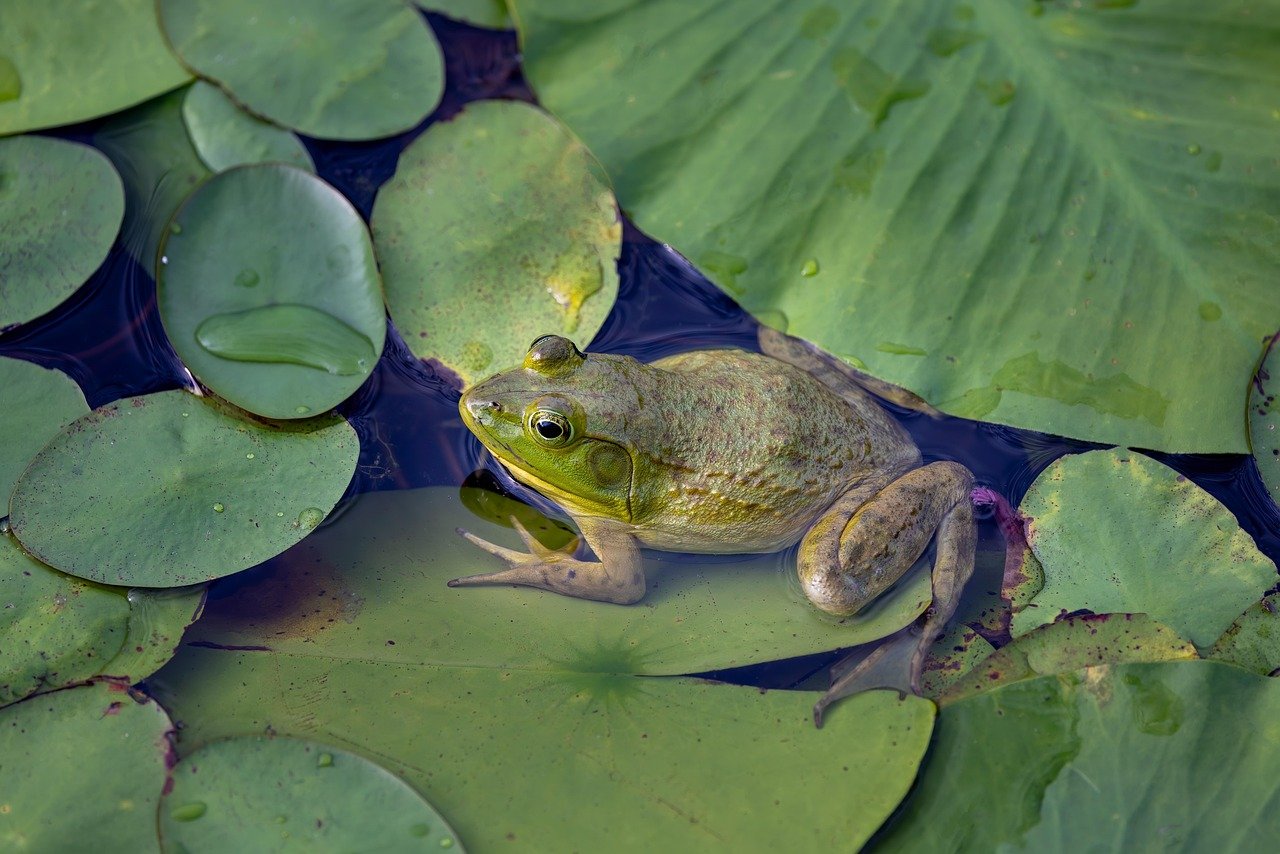 Amphibians and Environmental Toxins (image credits: pixabay)