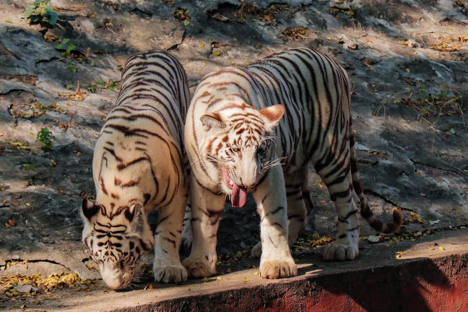 Understanding Rarity in the Animal Kingdom (image credits: pexels)