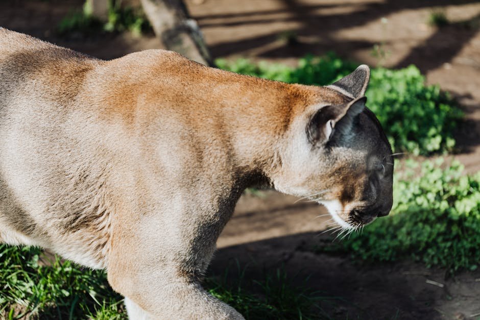 Understanding Mountain Lion Behavior (image credits: pexels)