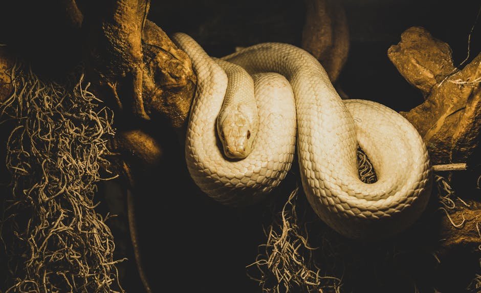 Understand the Snake's Habitat (image credits: pexels)