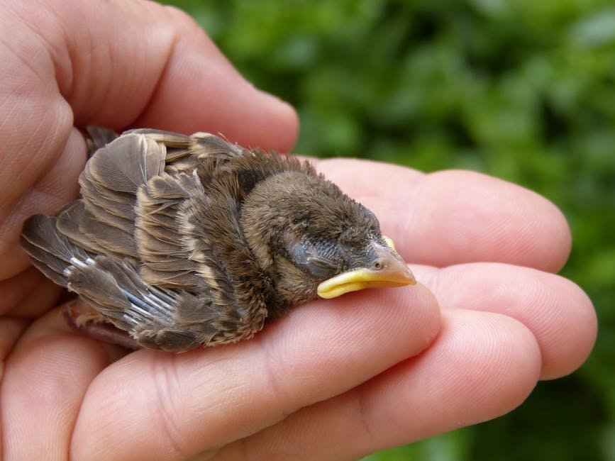 Myth 3: Touching a Baby Bird Will Make Its Mother Reject It (image credits: pexels)