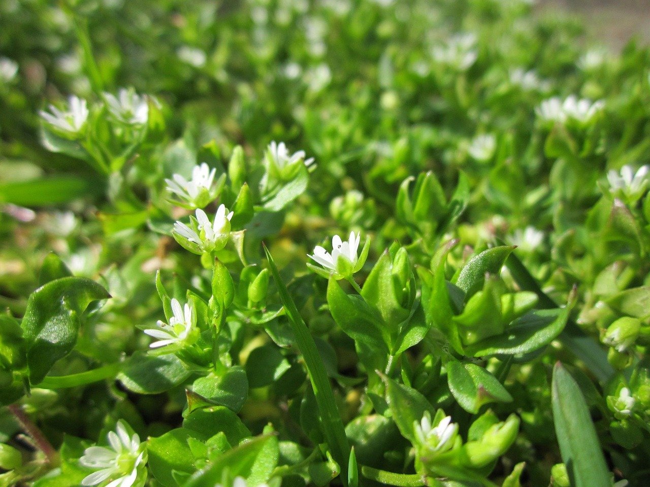 Chickweed: A Gentle Green (image credits: pixabay)
