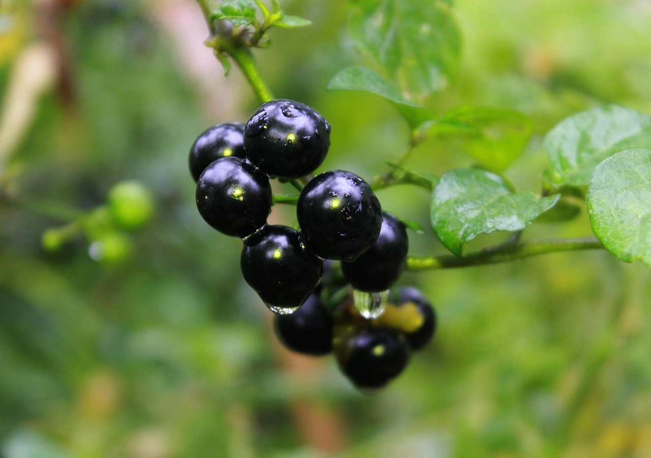 Deadly Nightshade: The Poisonous Beauty (image credits: pixabay)
