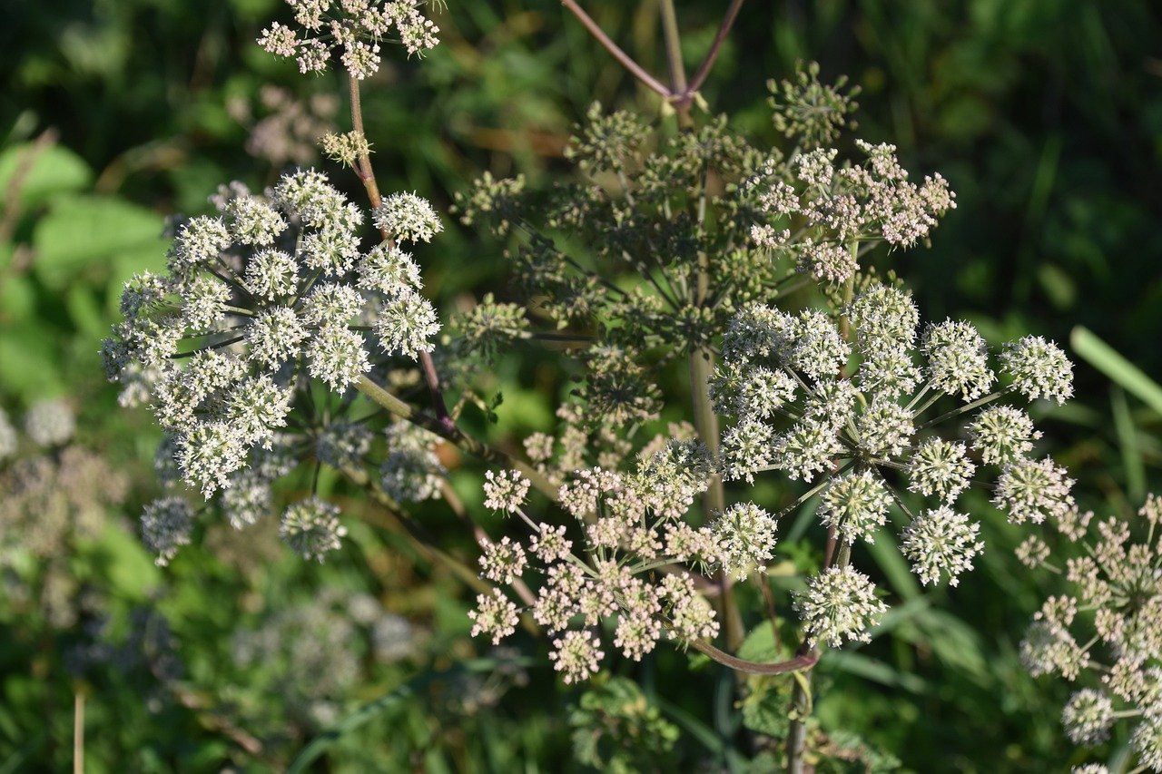 Hemlock: The Infamous Killer (image credits: pixabay)