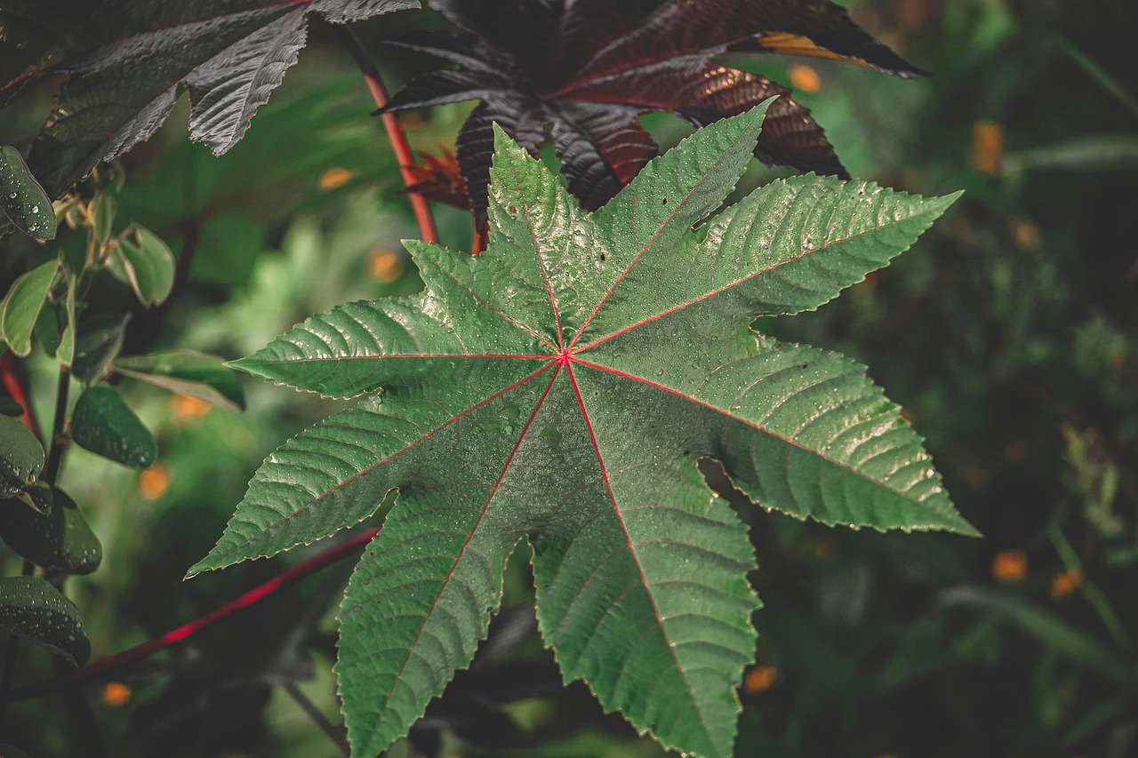 Castor Bean: The Lurking Danger (image credits: pixabay)