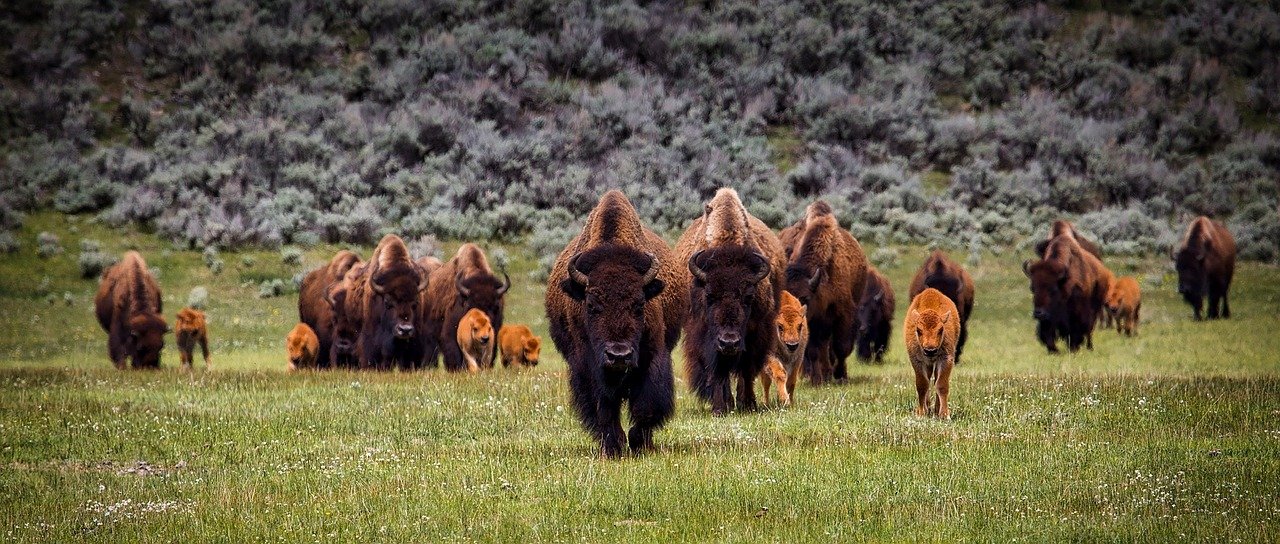 Majestic Bison Herds (image credits: pixabay)