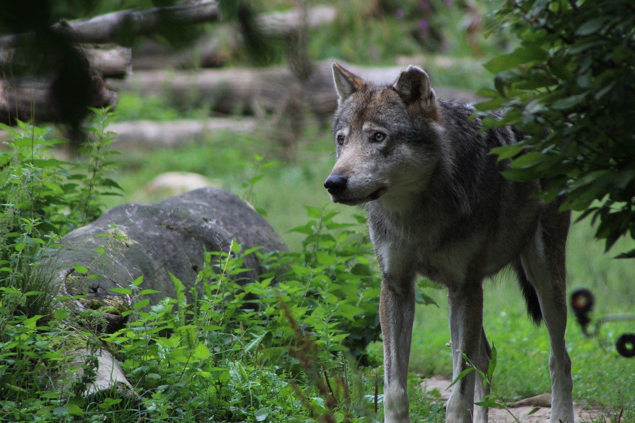 Elusive Gray Wolves (image credits: pixabay)