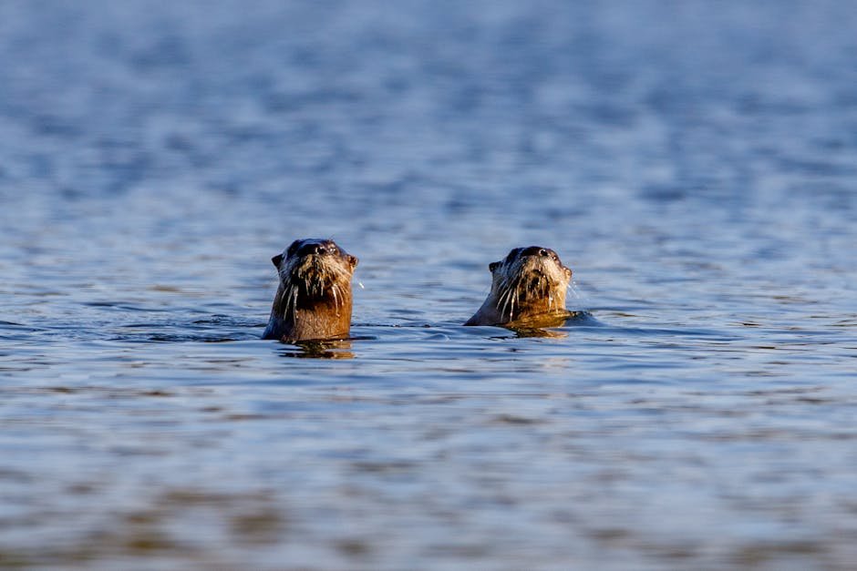 Playful River Otters (image credits: pexels)