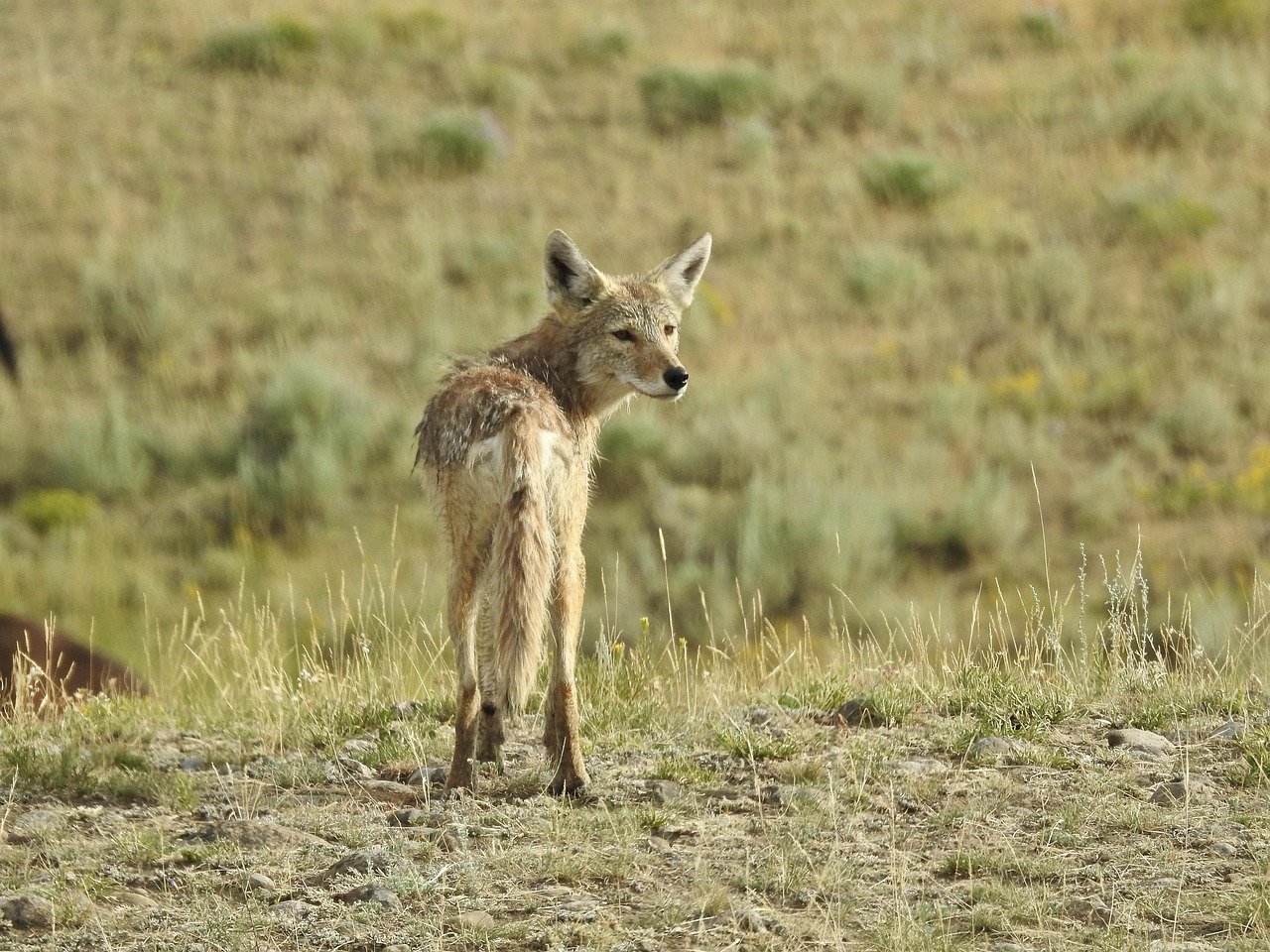 Curious Coyotes (image credits: pixabay)
