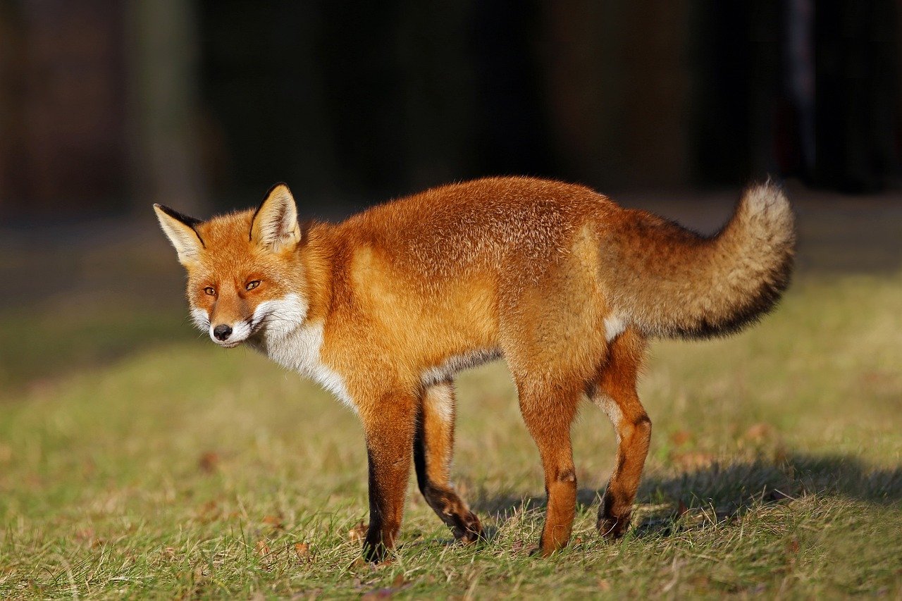 Secretive Red Foxes (image credits: pixabay)
