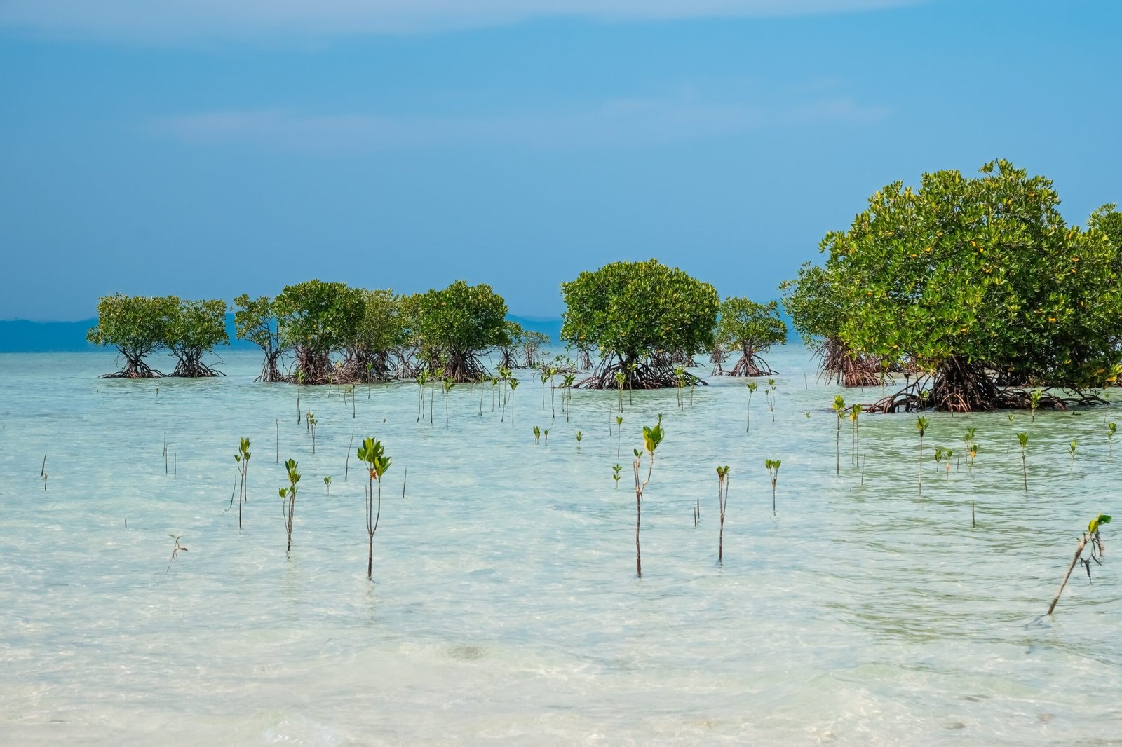 Success Stories of MPAs in the Philippines (image credits: wikimedia)