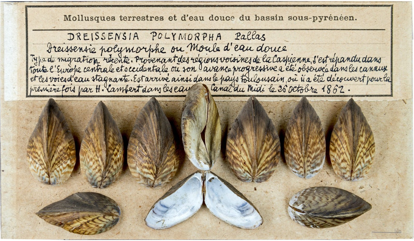 The Voracious Zebra Mussel (image credits: wikimedia)