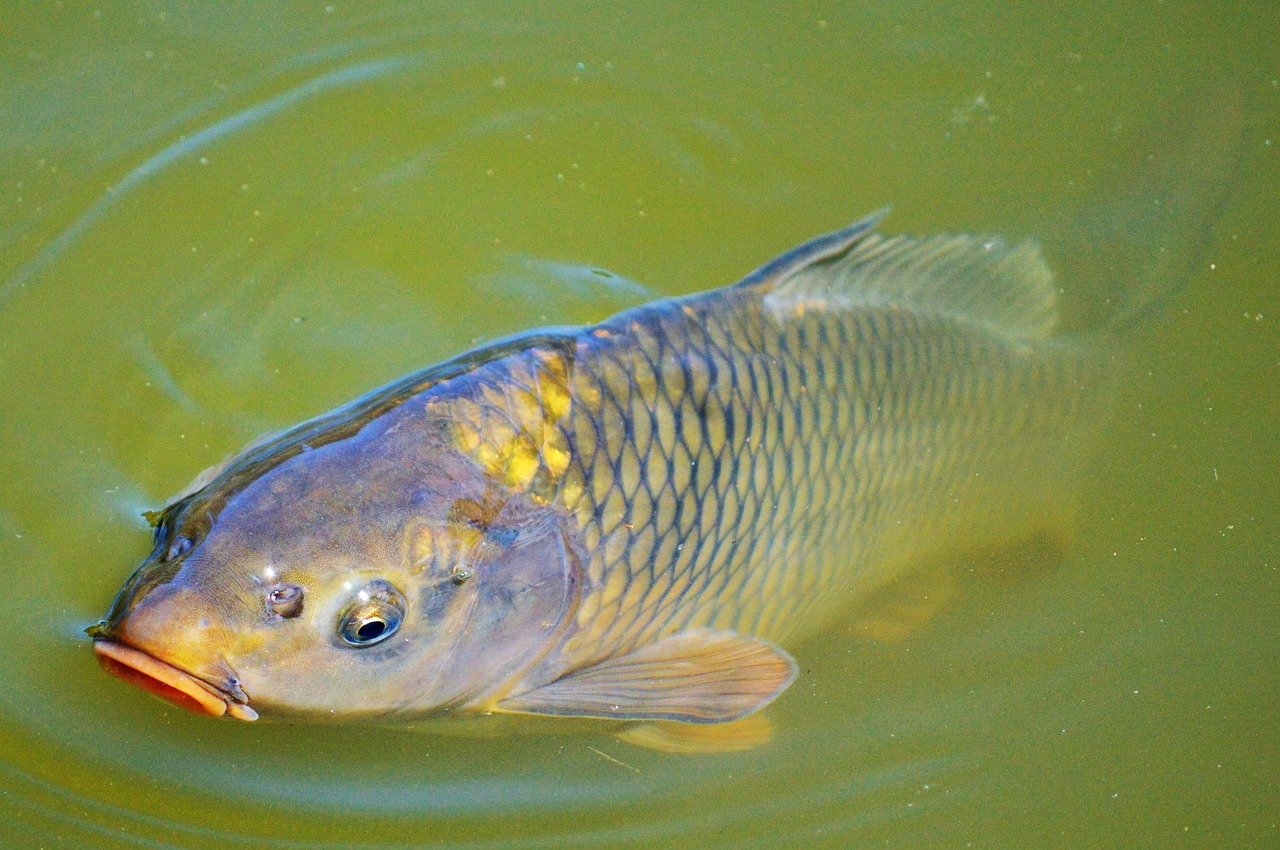 The Prolific Asian Carp (image credits: pixabay)