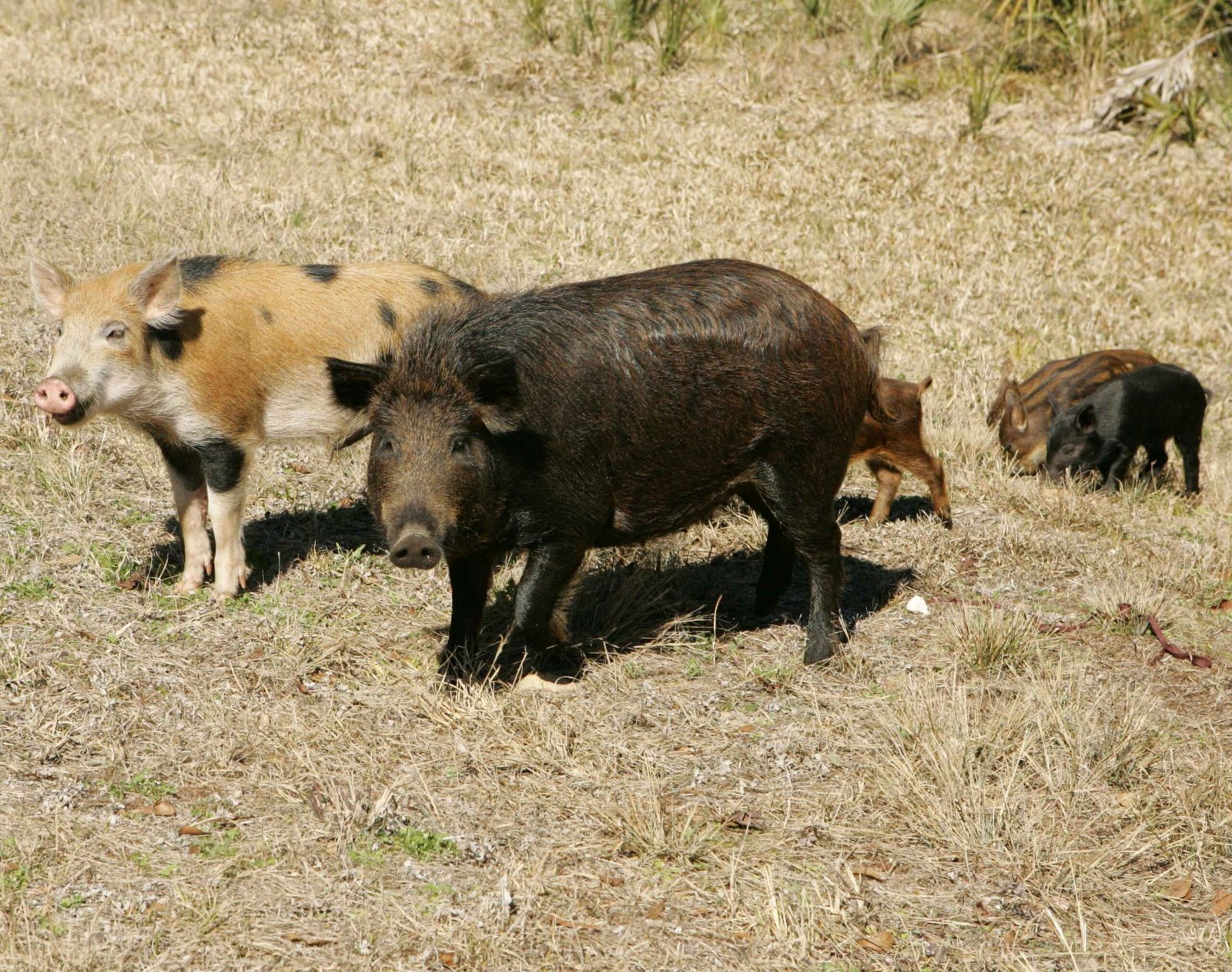 The Insatiable Feral Hog (image credits: wikimedia)