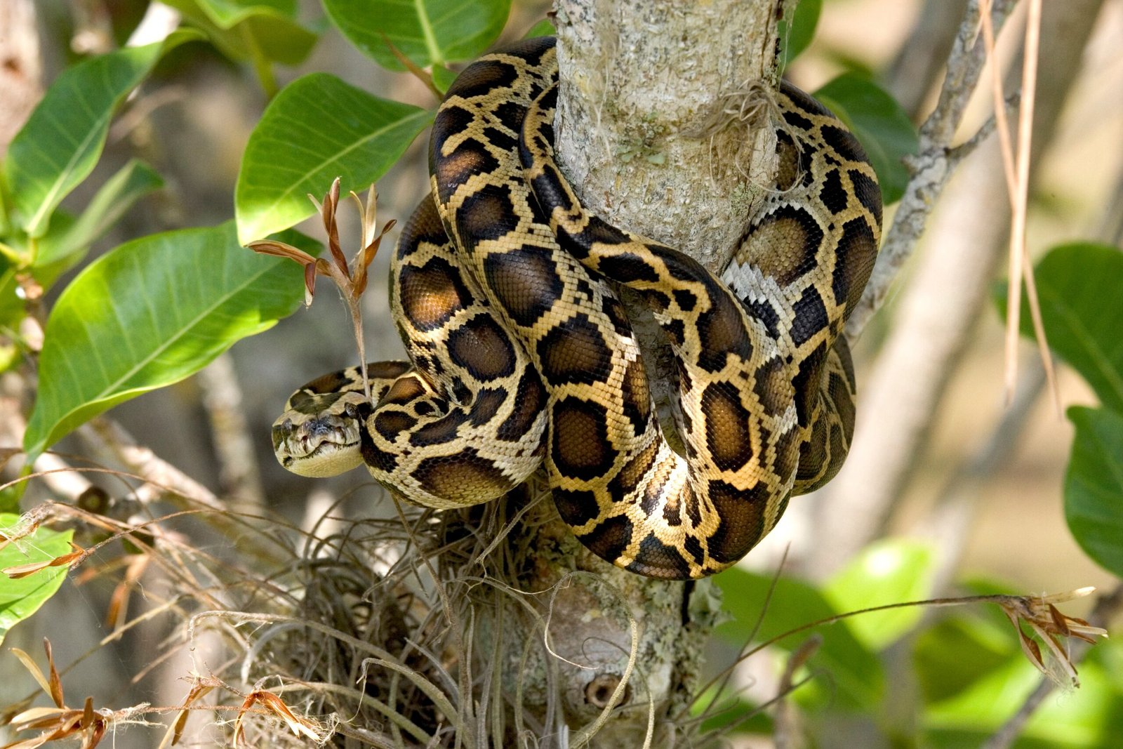 The Invasive Burmese Python (image credits: wikimedia)