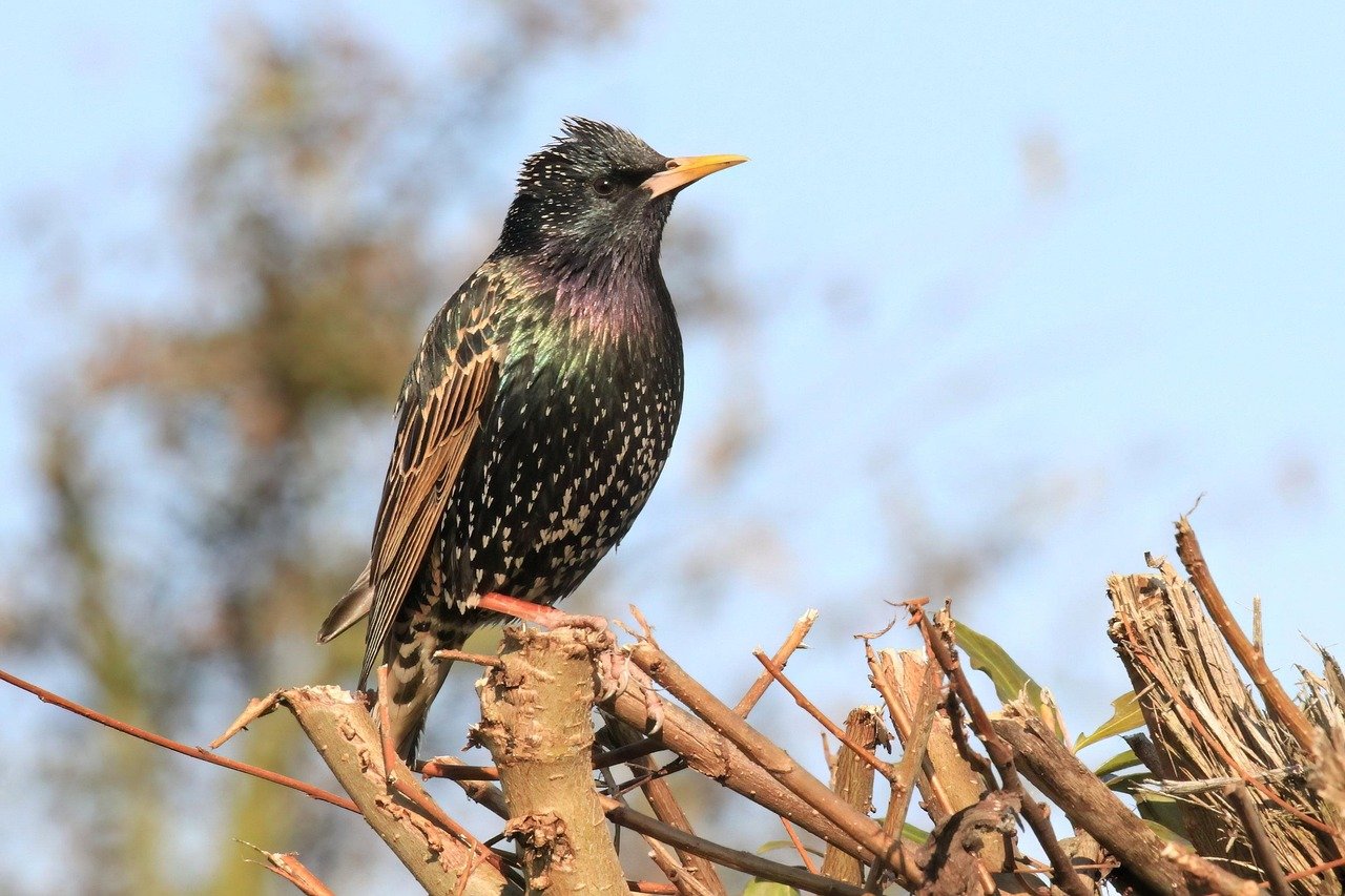 The Resilient European Starling (image credits: pixabay)
