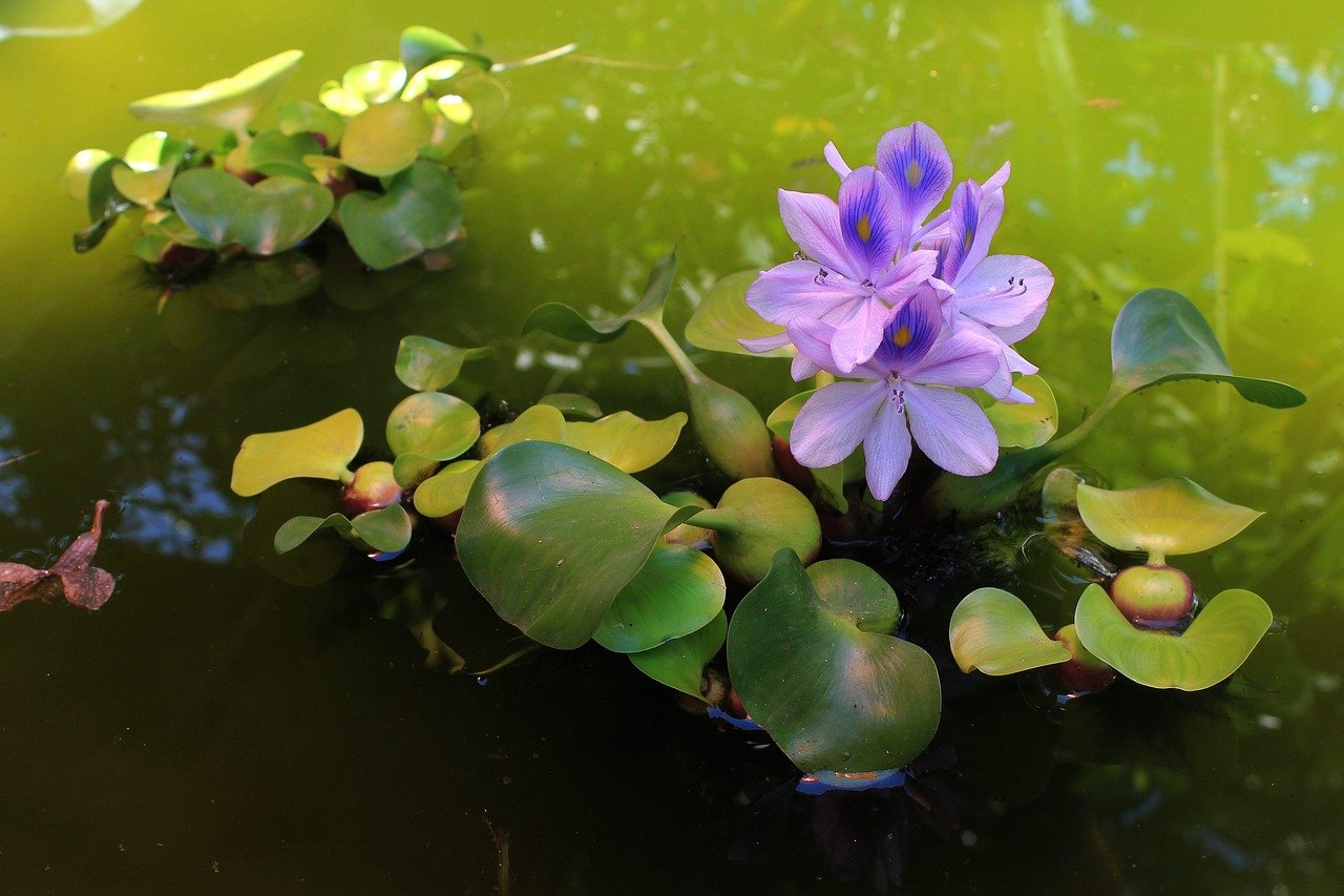 The Rampant Water Hyacinth (image credits: pixabay)