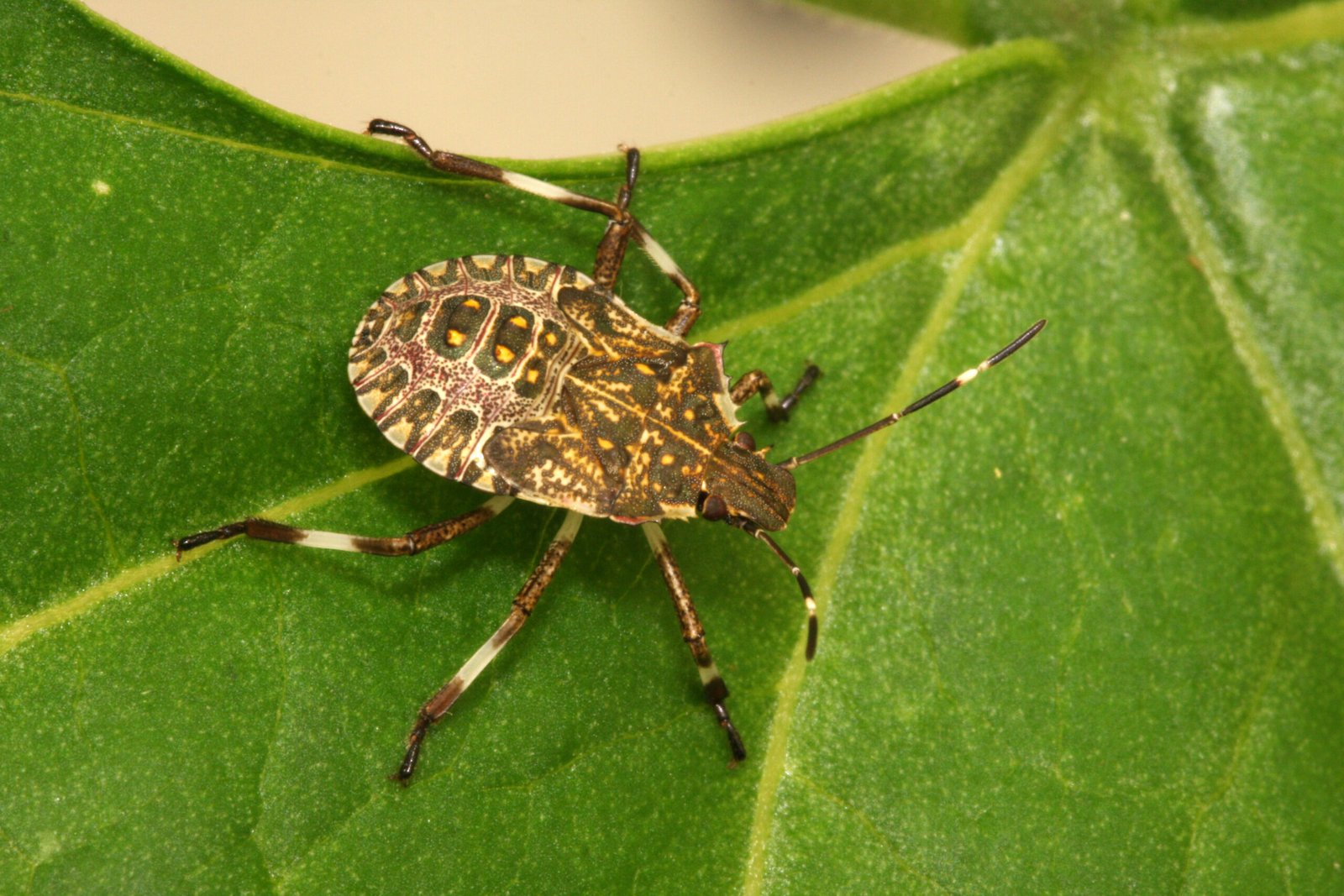 The Persistent Brown Marmorated Stink Bug (image credits: wikimedia)