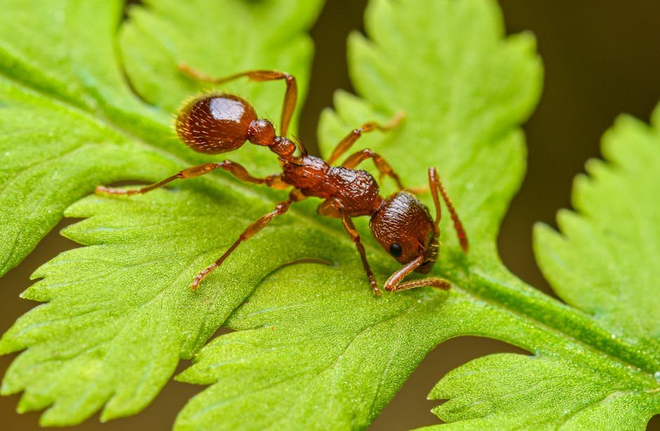 The Voracious Argentine Ant (image credits: pexels)