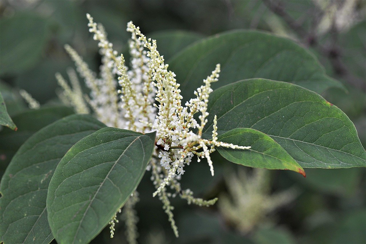 The Unyielding Japanese Knotweed (image credits: pixabay)