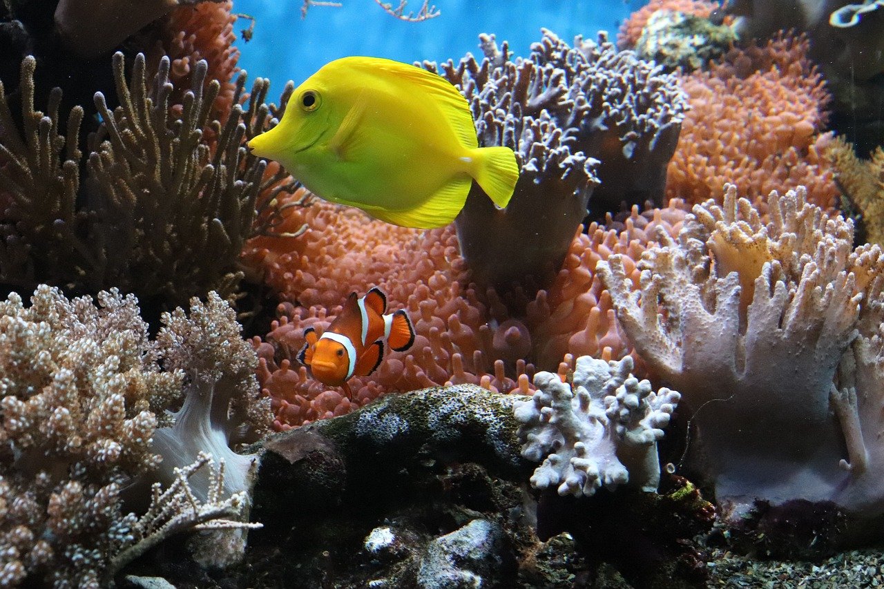 The Importance of Coral Reefs (image credits: pixabay)