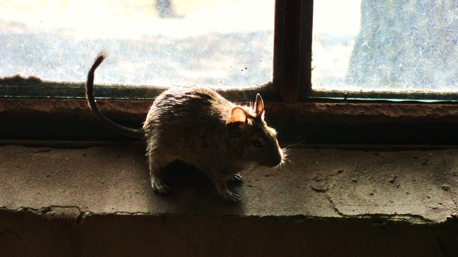 Rats: The Urban Oracles (image credits: wikimedia)