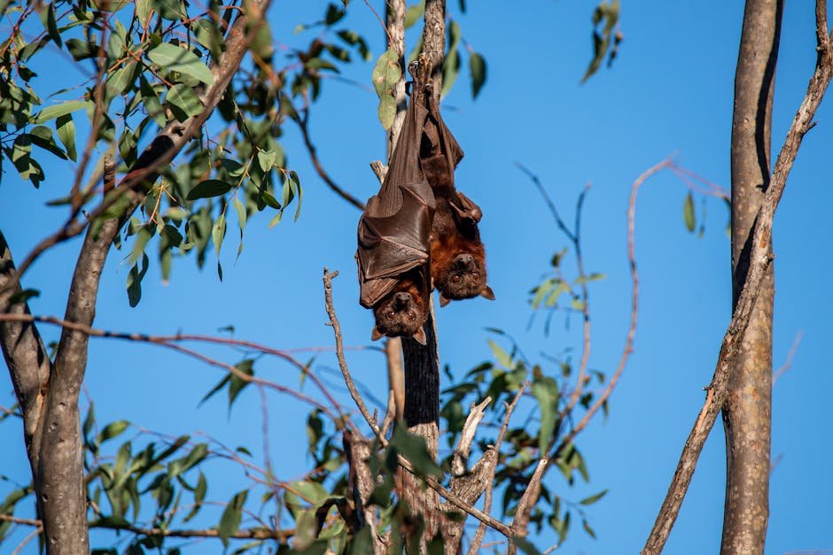 Bats: The Nocturnal Navigators (image credits: pexels)