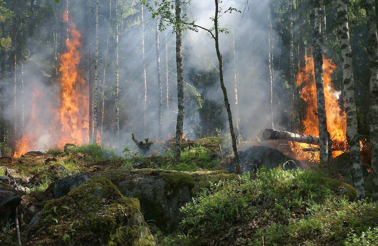 The Role of Fire in Forest Ecosystems (image credits: pixabay)