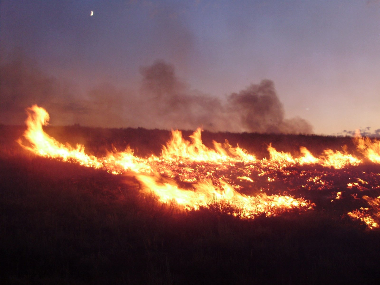 The Impact of Fire on Biodiversity (image credits: wikimedia)