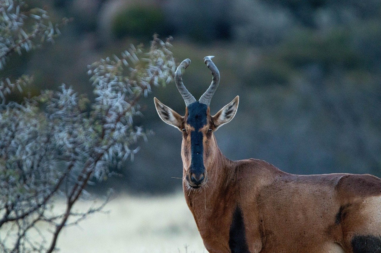 The Bubal Hartebeest: A Symbol of Lost Majesty (image credits: pixabay)