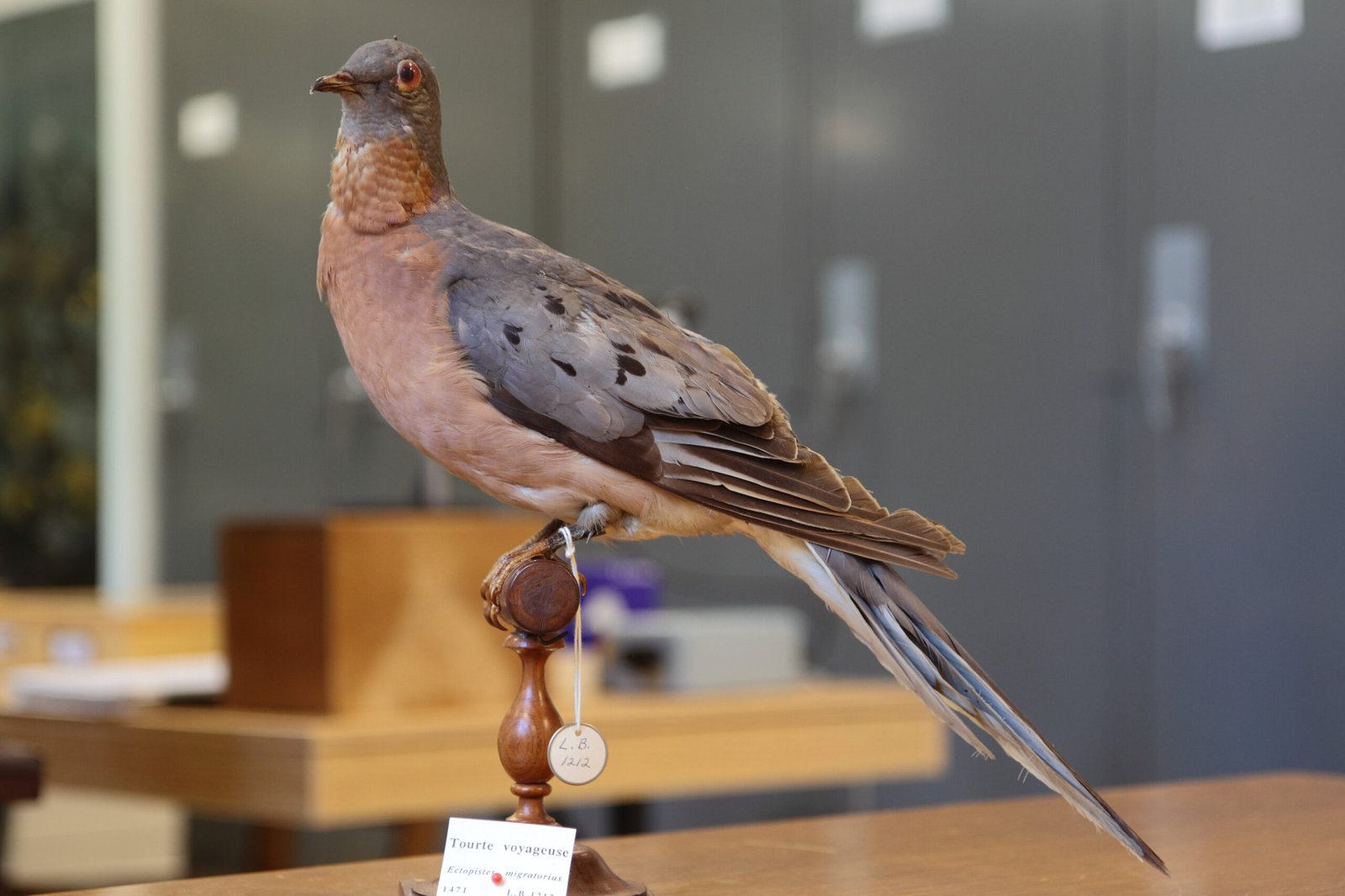 The Passenger Pigeon: From Billions to None (image credits: wikimedia)