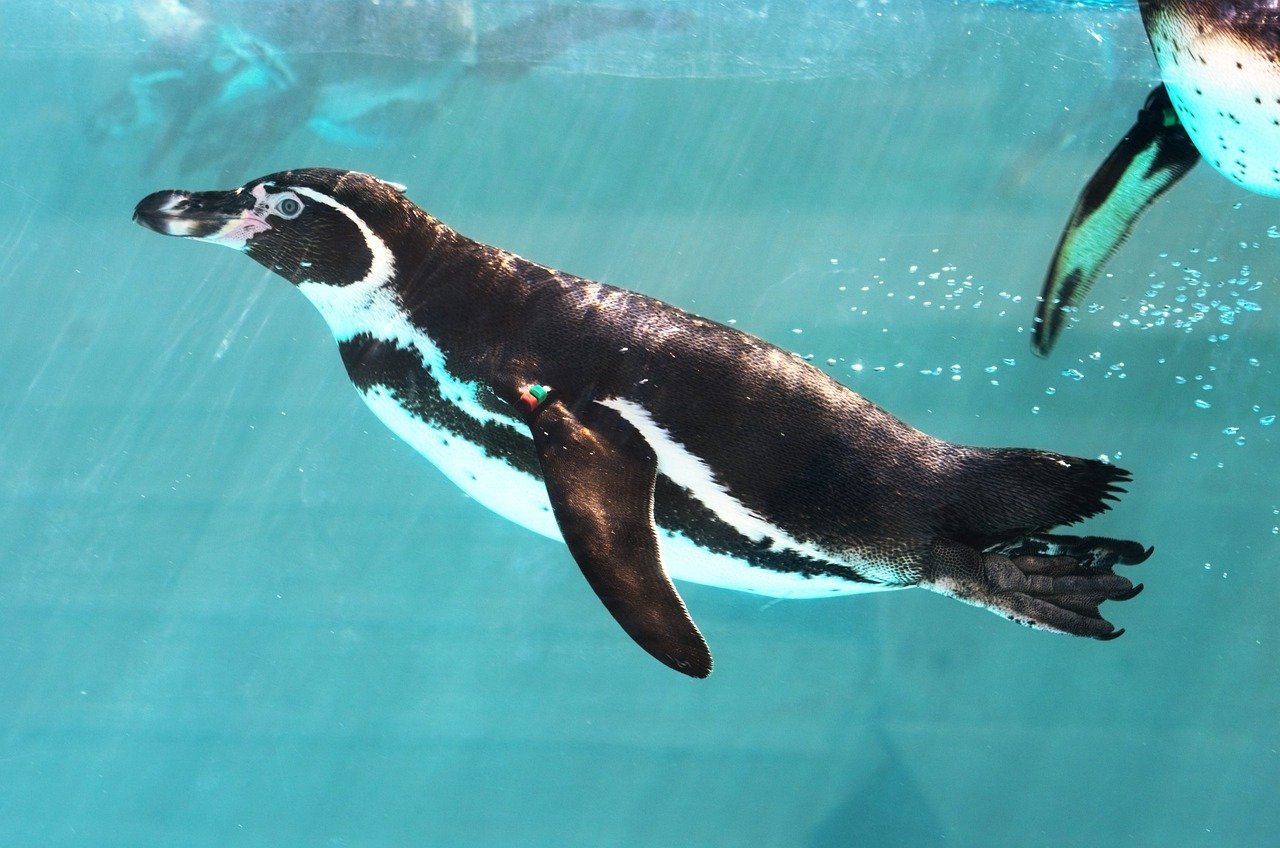 The Great Auk: The Flightless Bird of the North (image credits: pixabay)