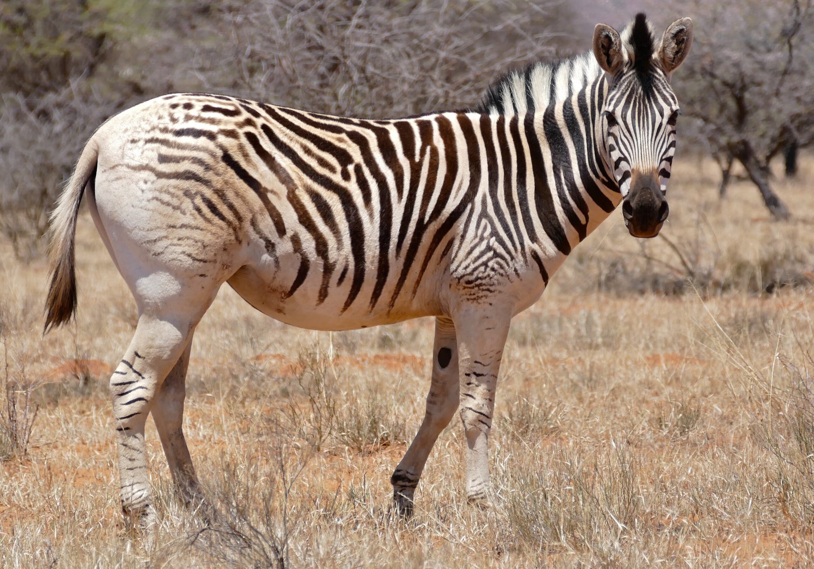 The Quagga: A Half-Zebra, Half-Horse Enigma (image credits: wikimedia)