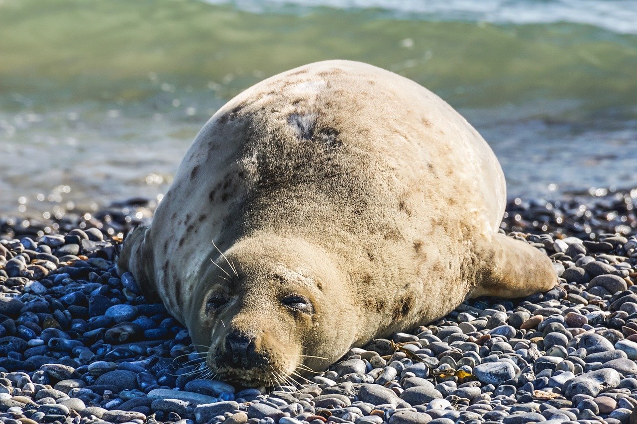 The Caribbean Monk Seal: A Silent Sentinel of the Sea (image credits: pixabay)