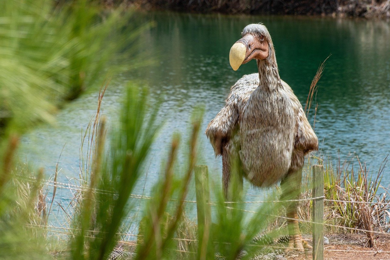 The Dodo: The Icon of Extinction (image credits: pixabay)
