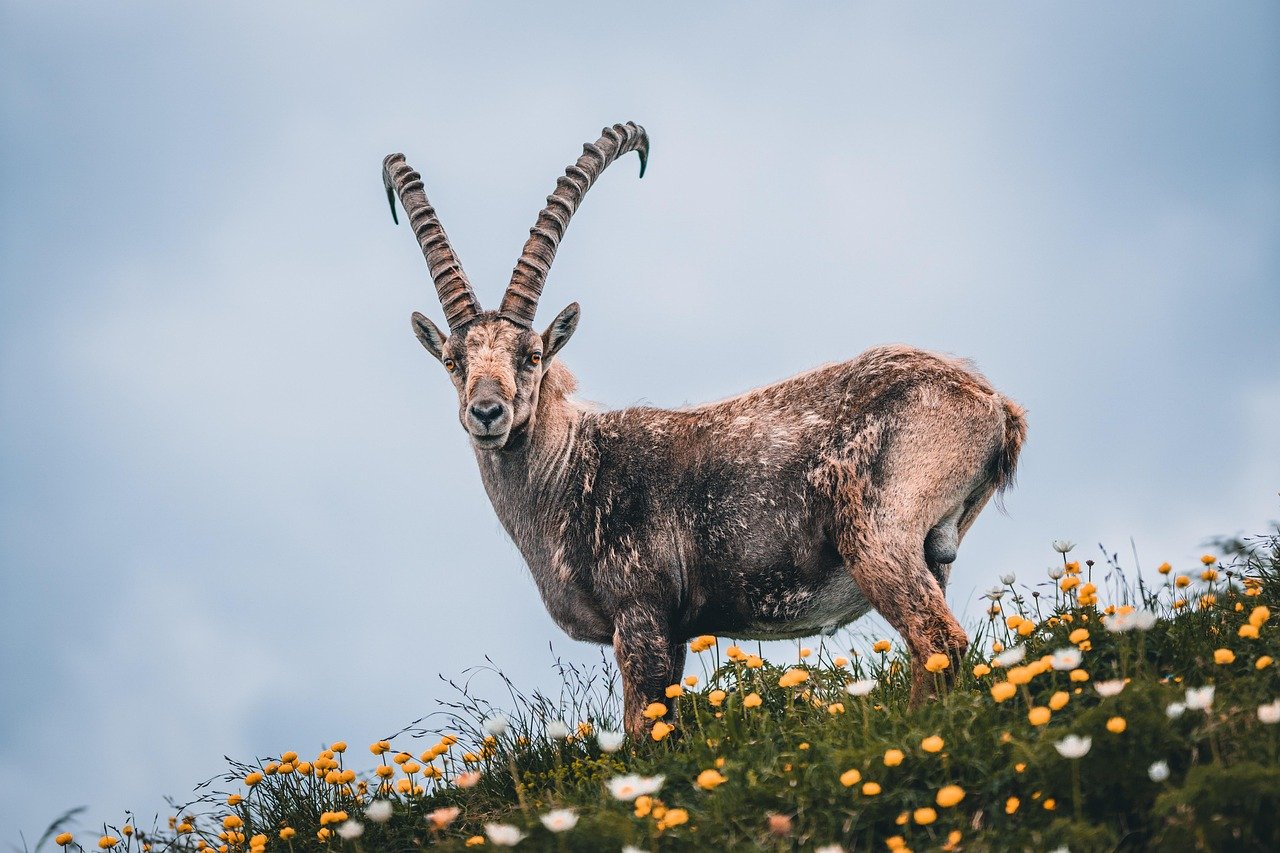 The Pyrenean Ibex: A Lesson in Conservation Challenges (image credits: pixabay)