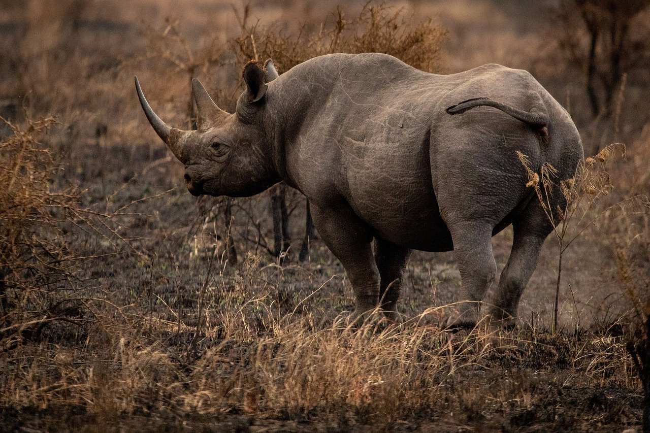 The Western Black Rhinoceros: A Tragic Tale of Poaching (image credits: pixabay)