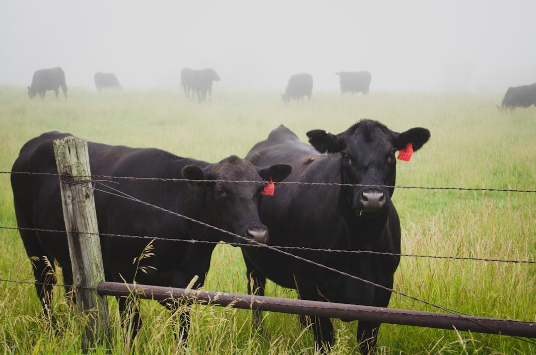 The Silent Killer: Understanding Rinderpest (image credits: unsplash)