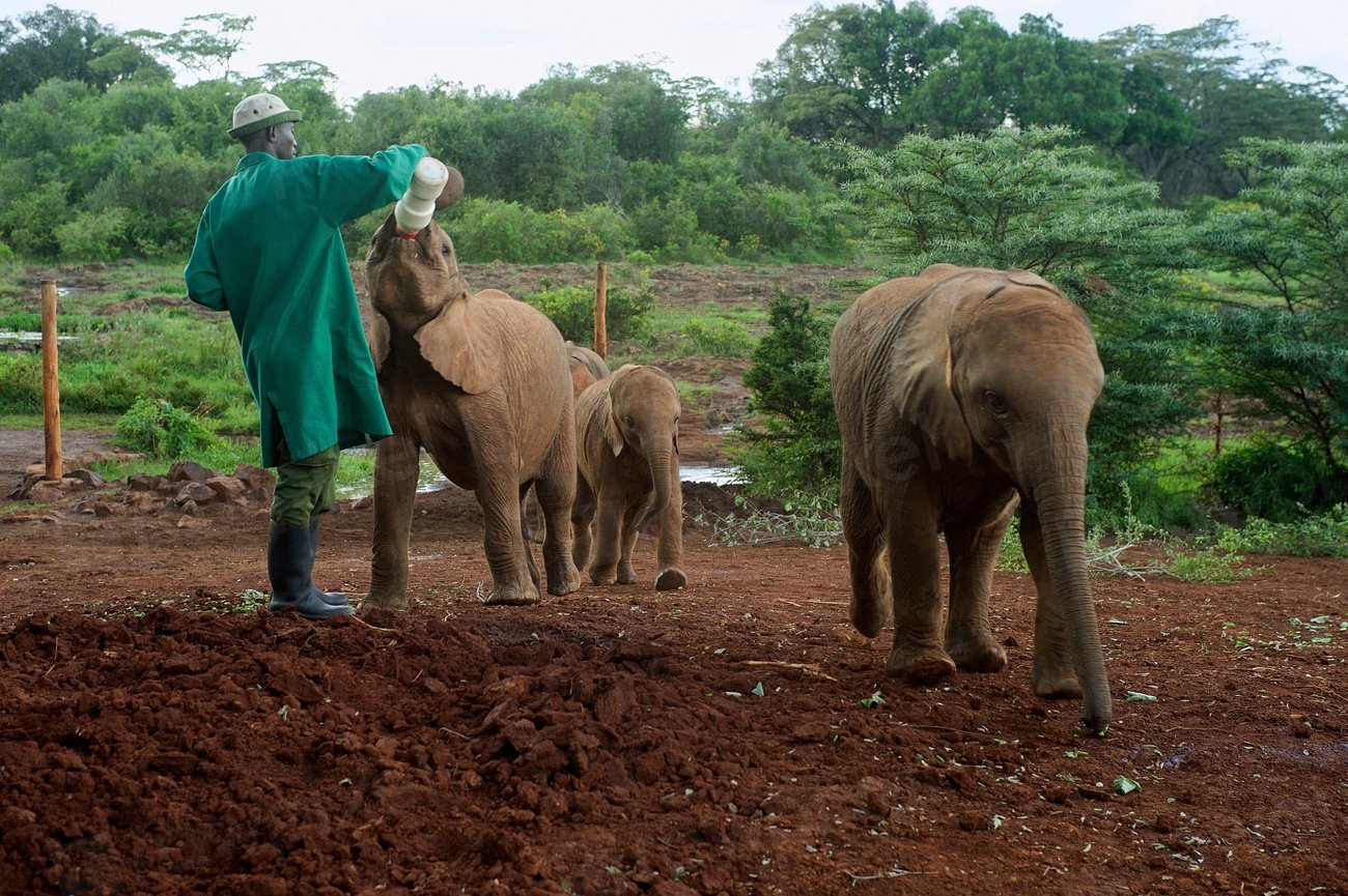 A Call to Action: Joining the Conservation Movement (image credits: rawpixel)