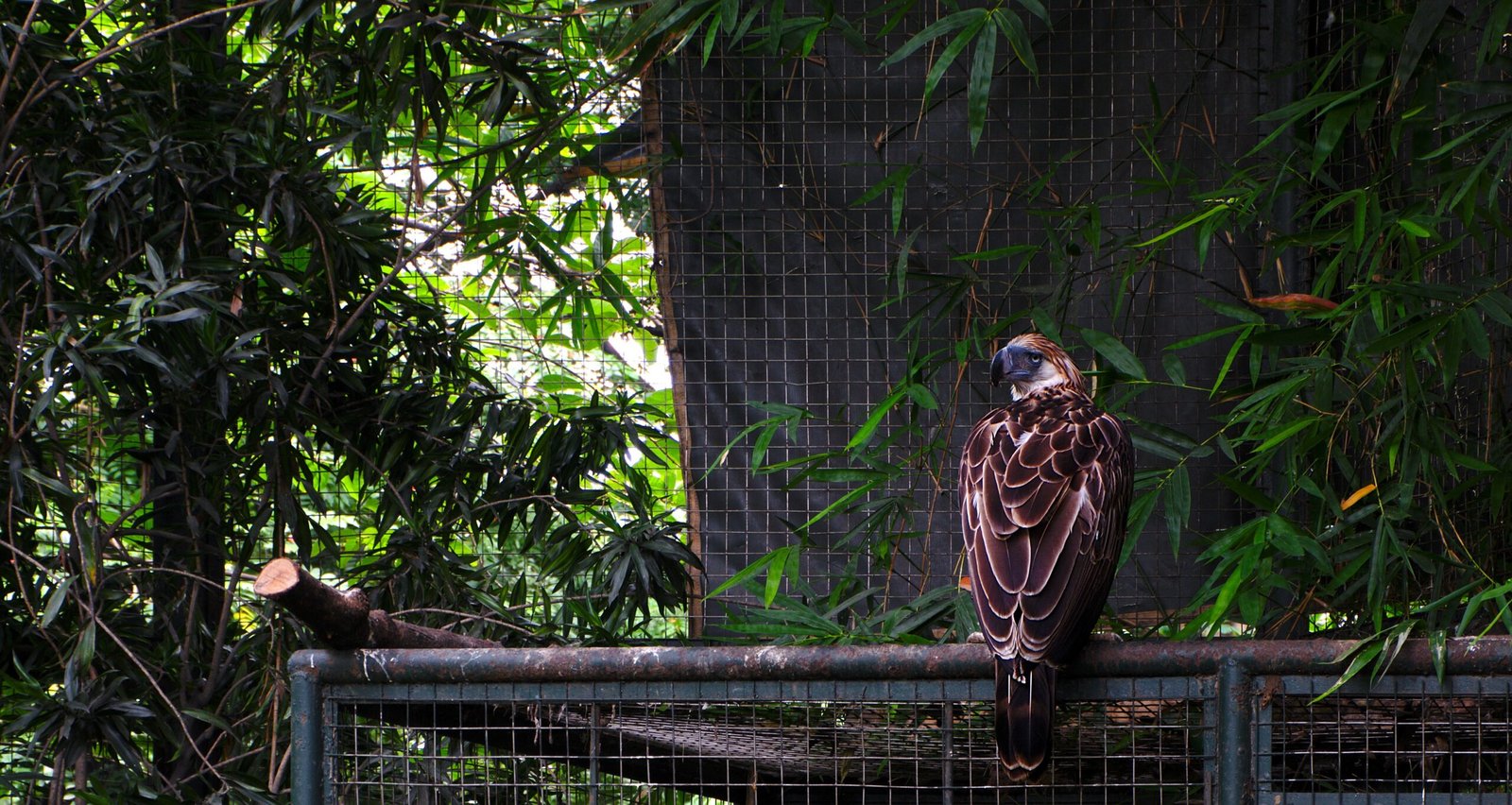 The Richness of Filipino Biodiversity (image credits: wikimedia)