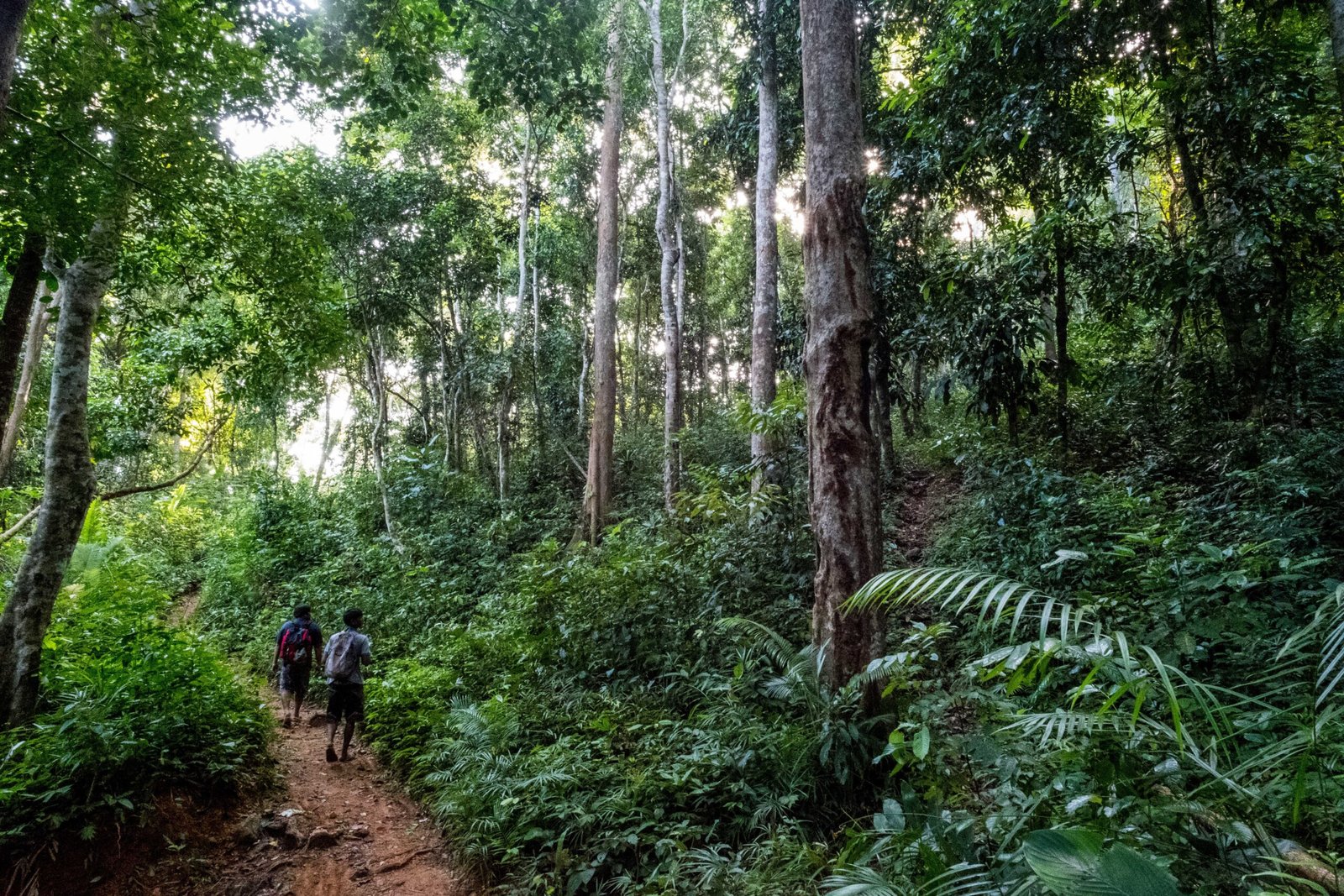 Global Implications of Filipino Conservation Efforts (image credits: wikimedia)