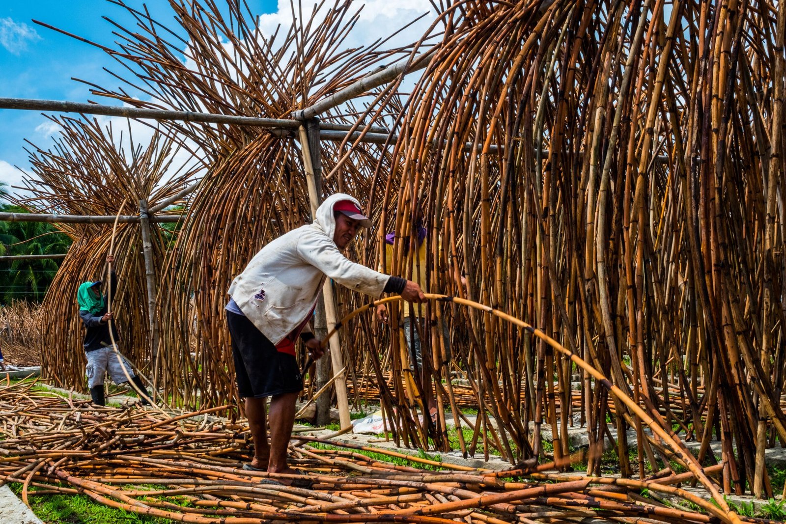 A Call to Action: The Future of Conservation (image credits: wikimedia)