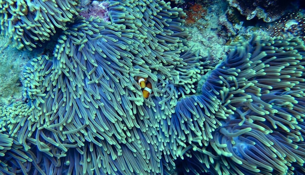 The Importance of Coral Reefs to Marine Life